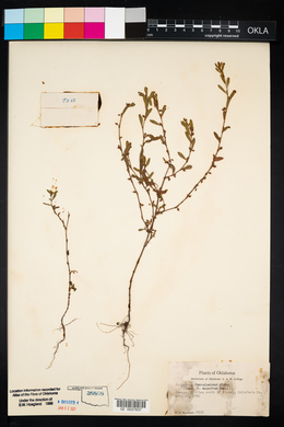 Polygonum ramosissimum image