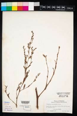 Polygonum ramosissimum image