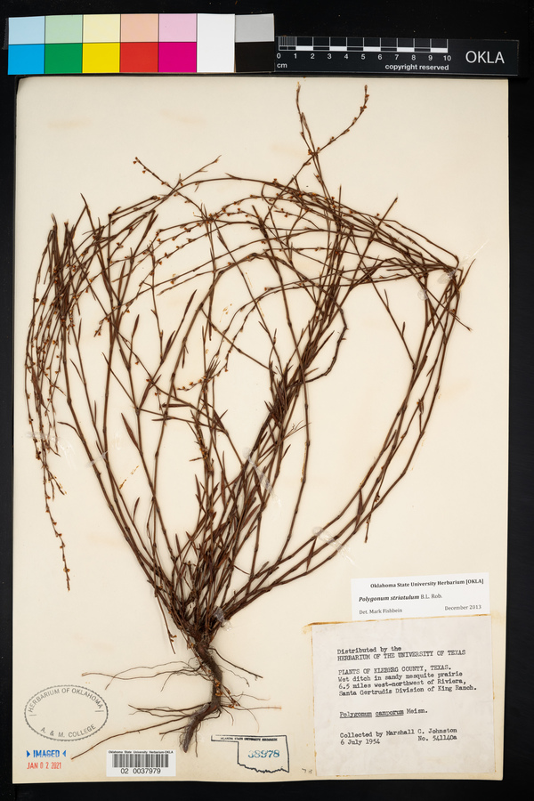 Polygonum striatulum image