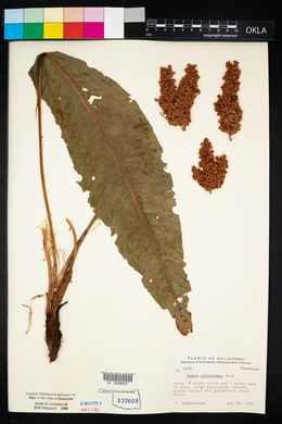 Rumex altissimus image