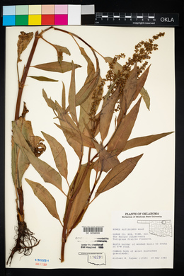 Rumex altissimus image