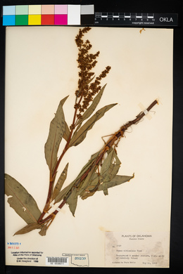 Rumex altissimus image