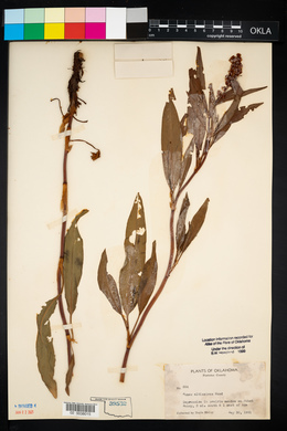 Rumex altissimus image