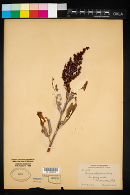 Rumex altissimus image