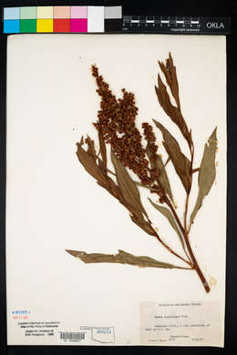 Rumex altissimus image