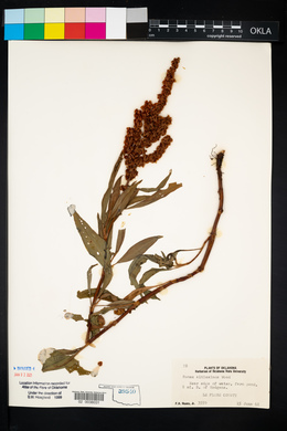 Rumex altissimus image