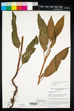 Rumex conglomeratus image