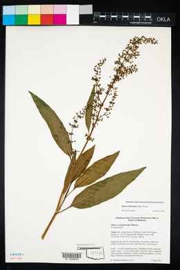 Rumex conglomeratus image