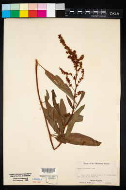 Rumex altissimus image