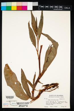 Rumex altissimus image