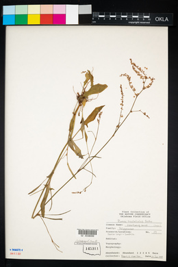 Rumex hastatulus image