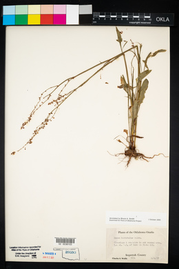 Rumex hastatulus image