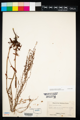 Rumex hastatulus image