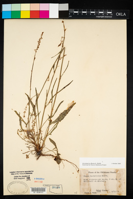 Rumex hastatulus image