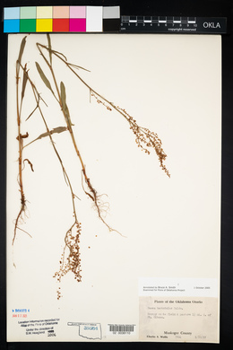 Rumex hastatulus image