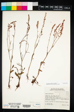 Rumex hastatulus image