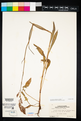 Rumex hastatulus image