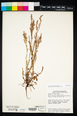 Rumex hastatulus image