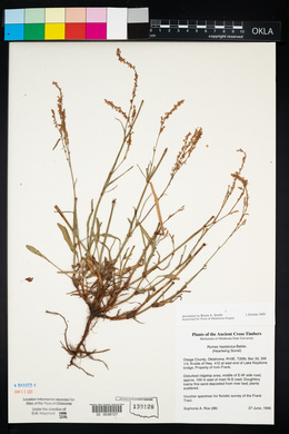 Rumex hastatulus image