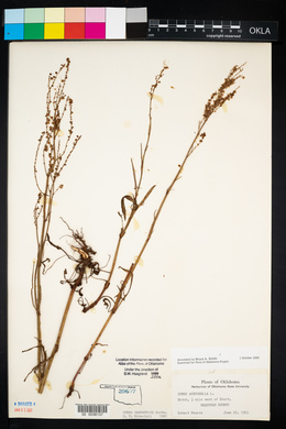 Rumex hastatulus image