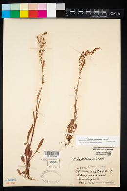 Rumex hastatulus image