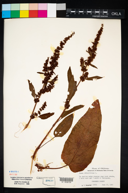 Rumex obtusifolius image