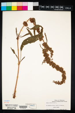 Rumex obtusifolius image