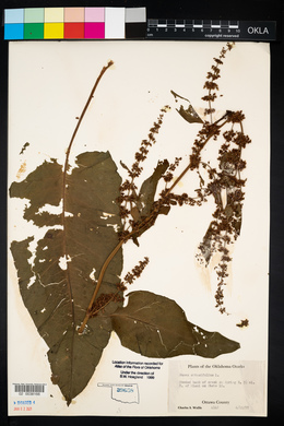 Rumex obtusifolius image