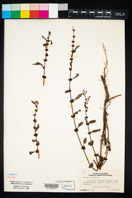 Rumex pulcher image