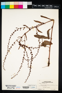 Rumex pulcher image