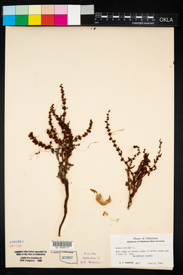 Rumex pulcher image