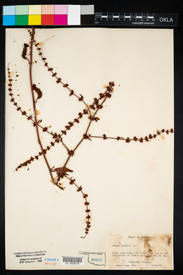 Rumex pulcher image