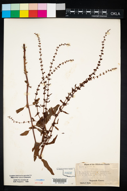 Rumex pulcher image