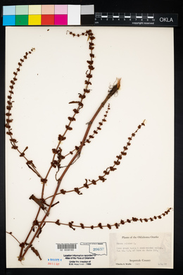 Rumex pulcher image