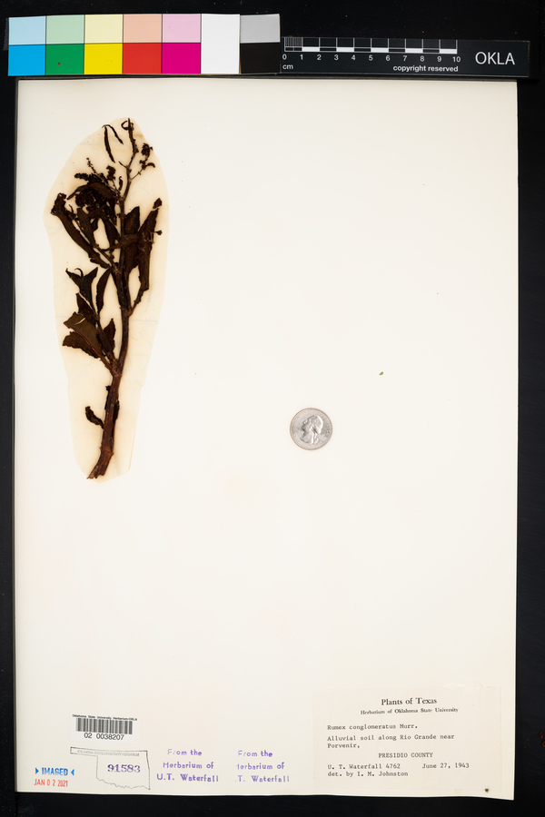 Rumex conglomeratus image