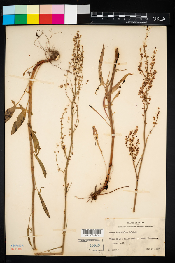 Rumex hastatulus image