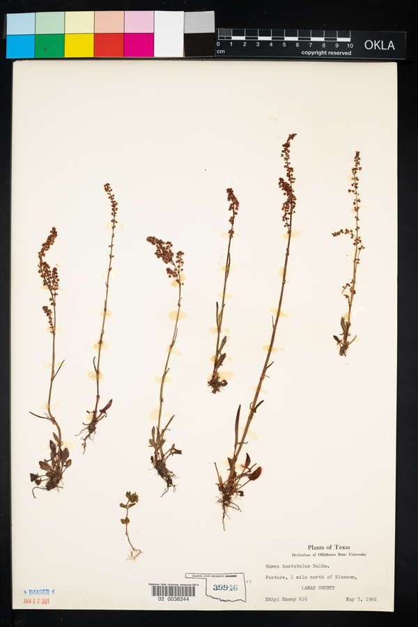 Rumex hastatulus image