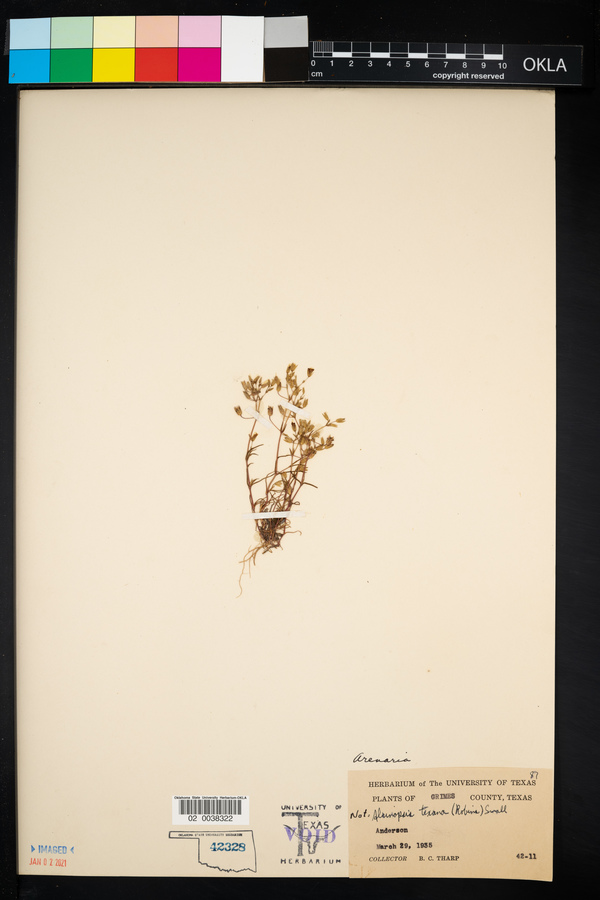 Arenaria texana image