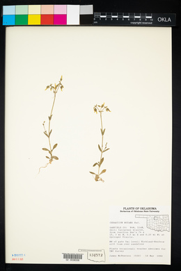 Cerastium nutans image