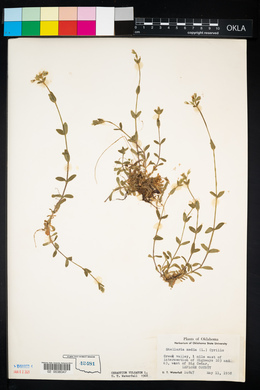 Cerastium fontanum subsp. vulgare image