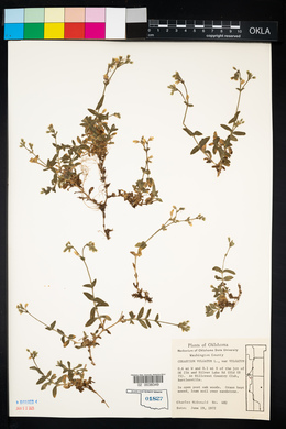 Cerastium fontanum subsp. vulgare image