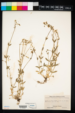 Cerastium brachypodum image