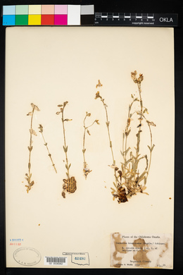 Cerastium brachypodum image