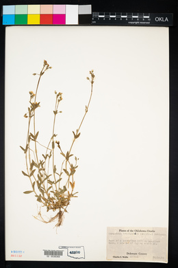 Cerastium brachypodum image