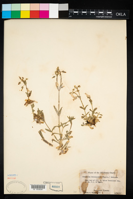 Cerastium brachypodum image