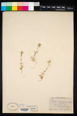 Cerastium brachypodum image