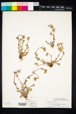 Cerastium viscosum image