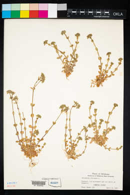 Cerastium viscosum image