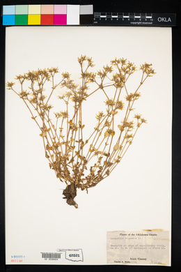 Cerastium viscosum image