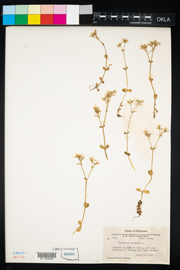 Cerastium viscosum image